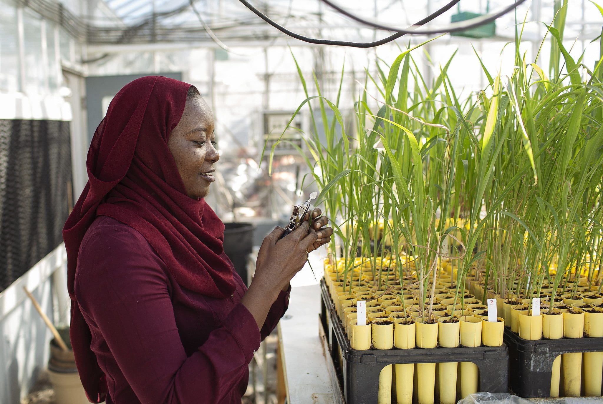 research agriculture economist