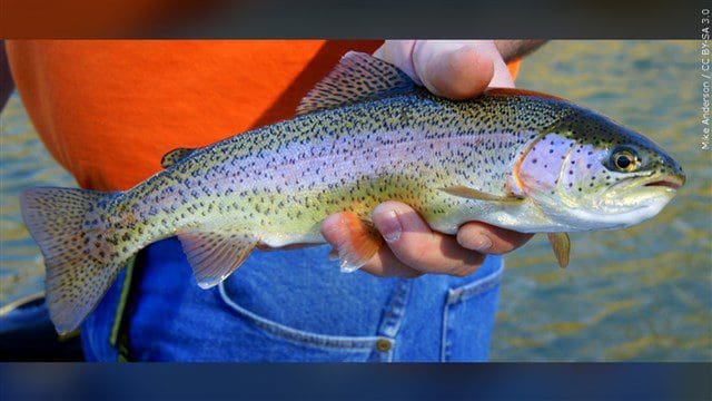 Emporia State's King Lake Stocked with Rainbow Trout