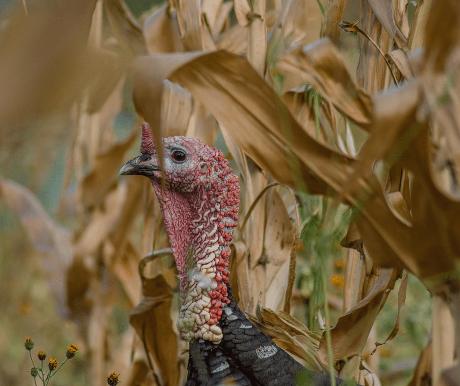 KDWP Suspends Fall Turkey Hunting KCLY Radio