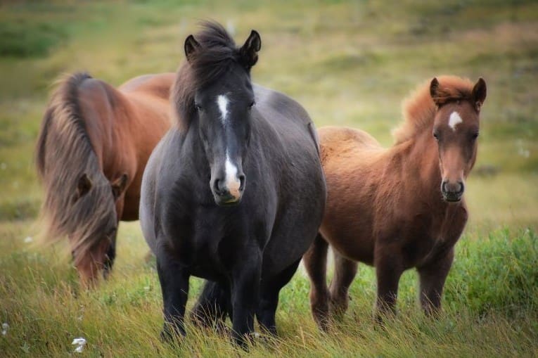 BLM To Host Free Public Tour Of Wild Horse Pasture In Ellsworth On Wild Horses Courtesy Canva